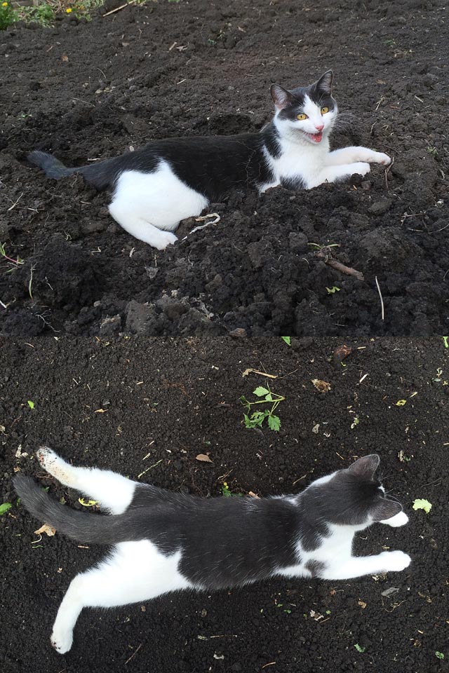 Домашние коты на природе