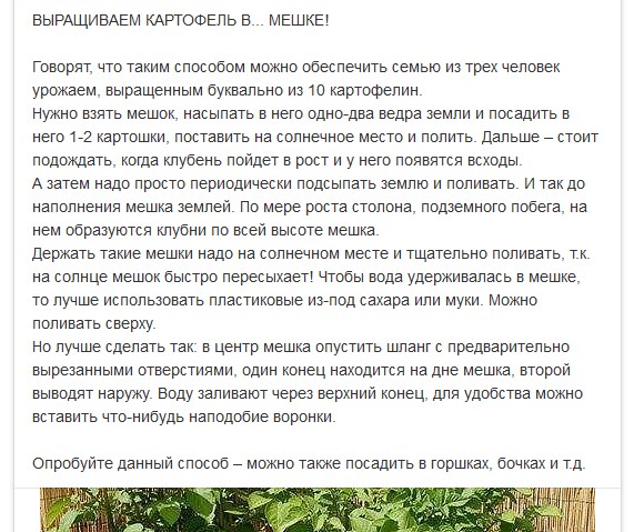 Картошка в мешках. Что из этого вышло