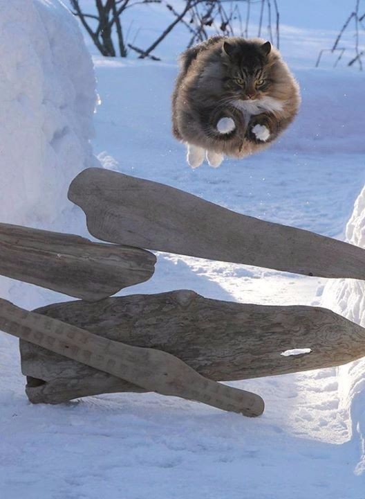 Коты и Кошки