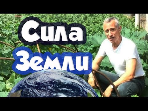 Морской огурец просыпается, чтобы поесть