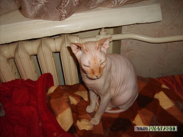 Котовторник 25.01.2011