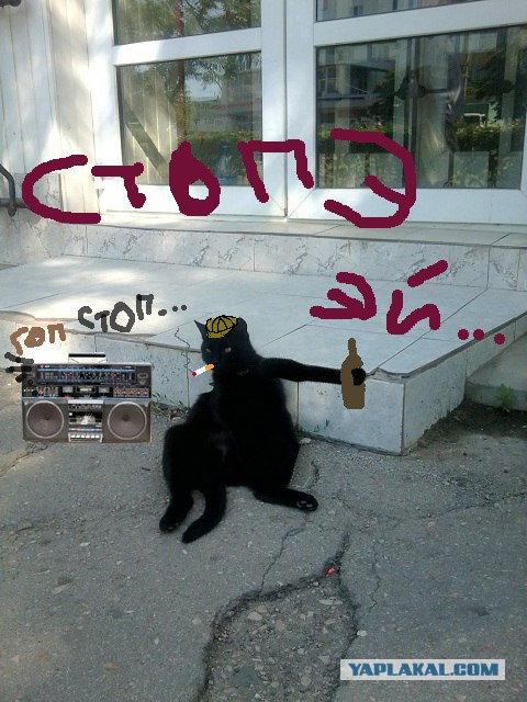 Котовторник: Кошки и ягнёнок