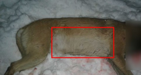 В Подмосковье бывший военный прокурор застрелил кинологическую собаку. И тут же придумал себе отмазку: перепутал с лисой