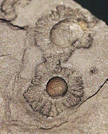 Габонионты: древнее древних. Жизнь 2.1 миллиарда лет назад