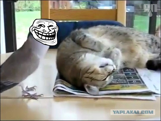 Голубь достает кота