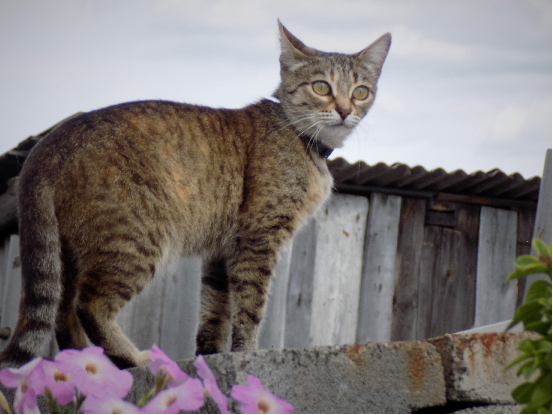 Лето и коты