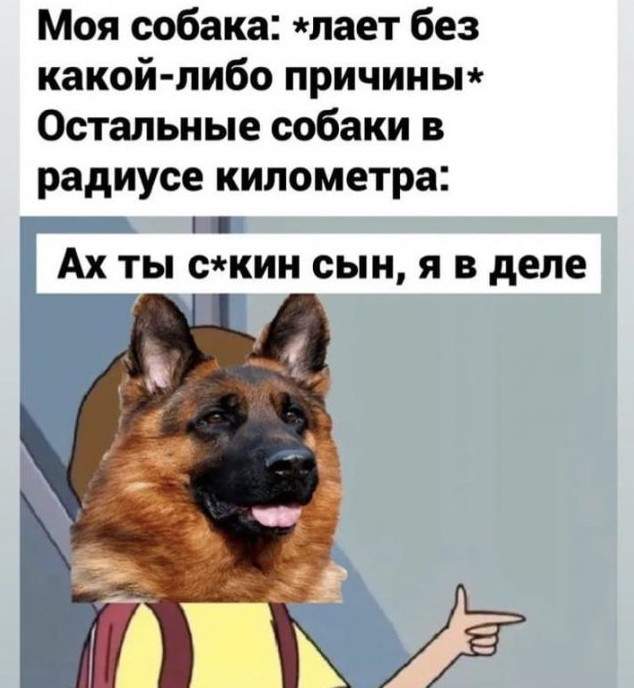 Петя сын собаки мем Картинки и мемы, всем хороших выходных - ЯПлакалъ