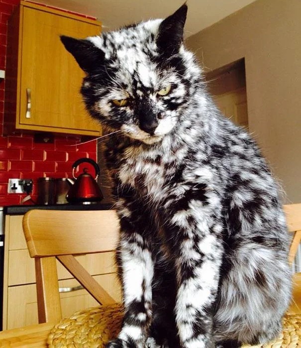 Котеек необычных псто
