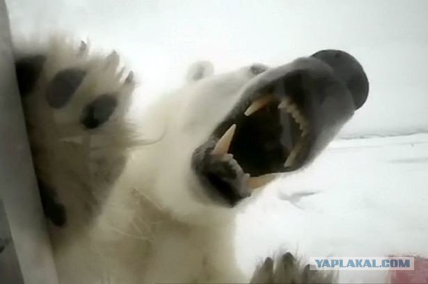 Просыпаюсь, и вижу ЭТО...
