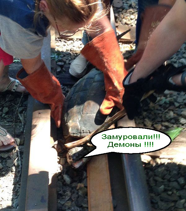 Как спасали черепаху, застрявшуя на жд-путях