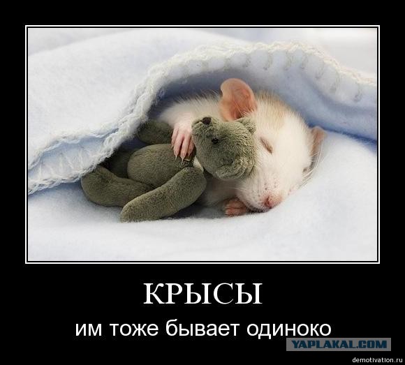 Полугодовое противостояние человека и крысы