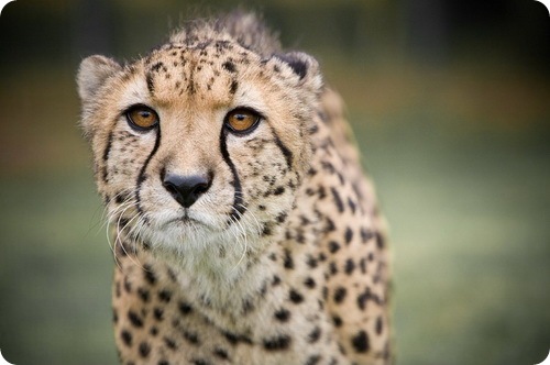 Политика на ЯПе!