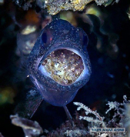 Скоро во всех гнёздах страны!... и не только