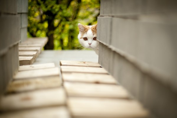Коты и Кошки