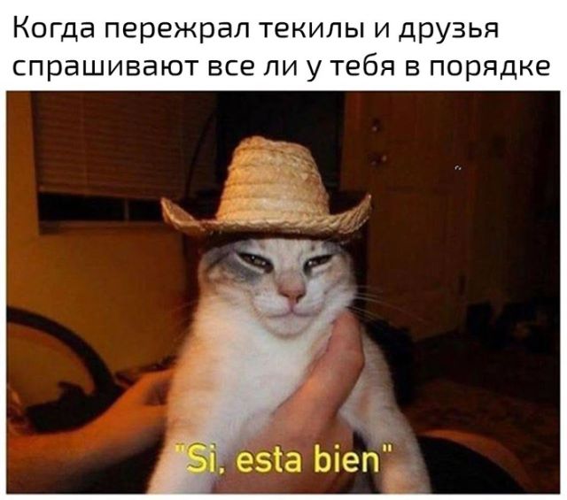 Коты и Кошки