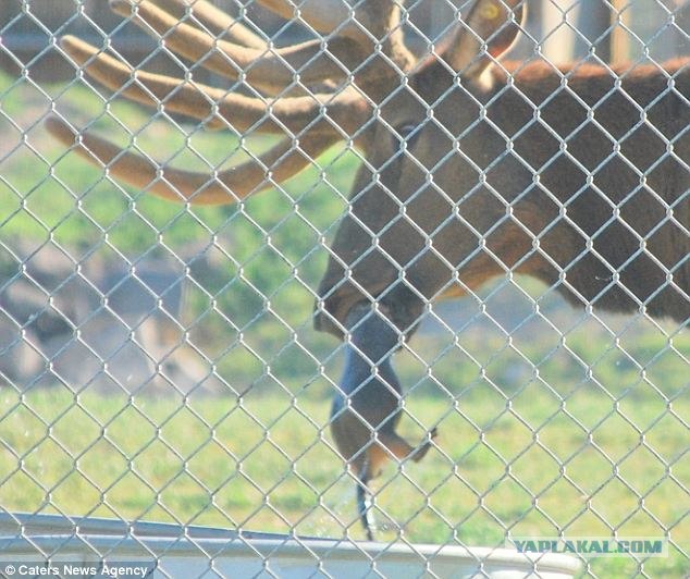 Благородный олень спас утопающего сурка