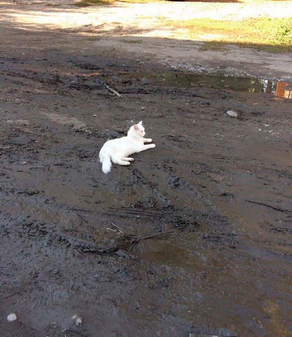 Забавные фото котеек