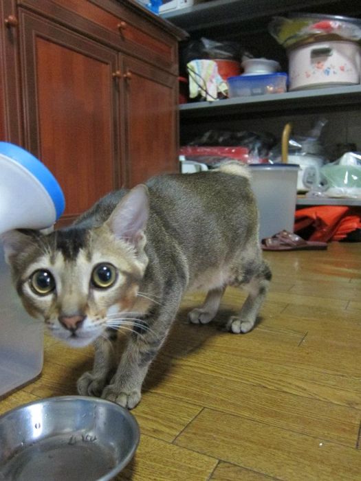 Находка на заднем дворе