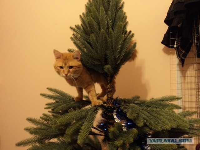 Новогодний Котовторник 01.01.2013