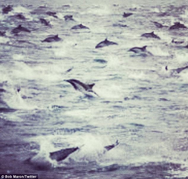 100 000 дельфинов покидают США
