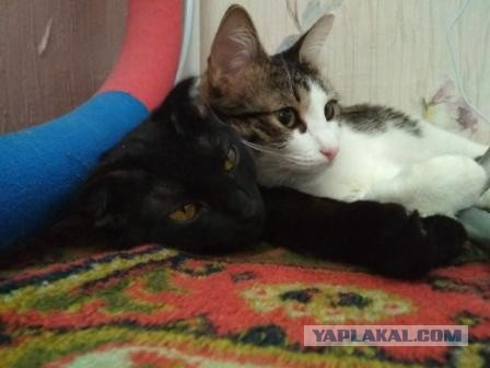Котовторник *новогодний* 31/12/2019
