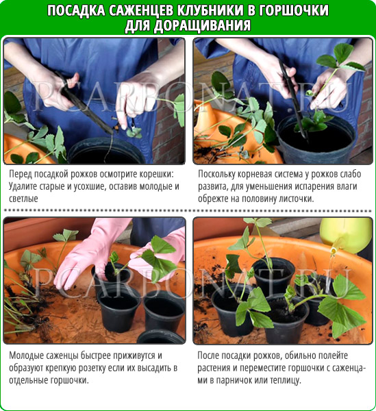 Жизнь домашнего приюта для котеек 283