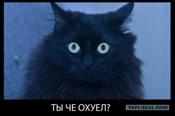 Фотожаба: котейка в шоке