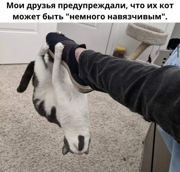 Картинки и мемы для настроения 03.11.2021