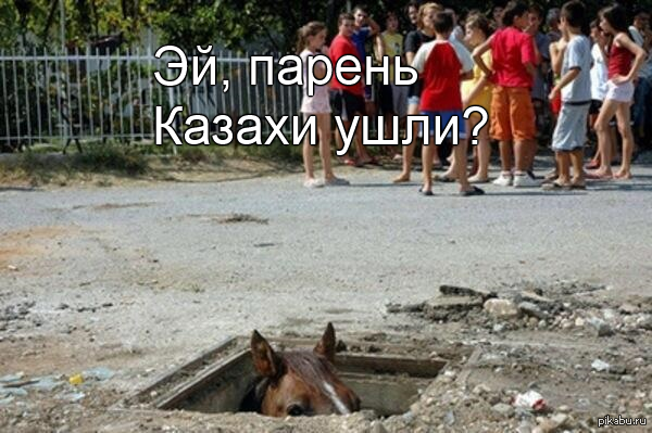 Как лошадей пробуждают после анестезии