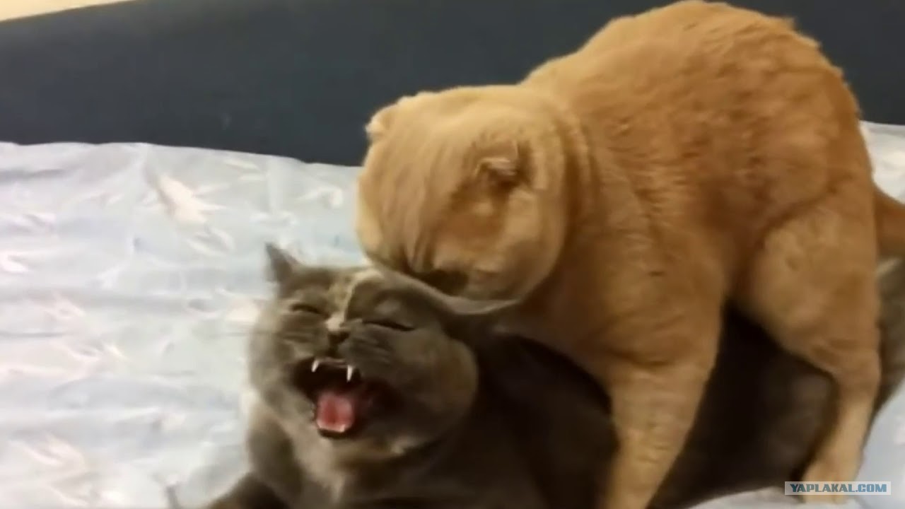 Pussy Gone Wrong