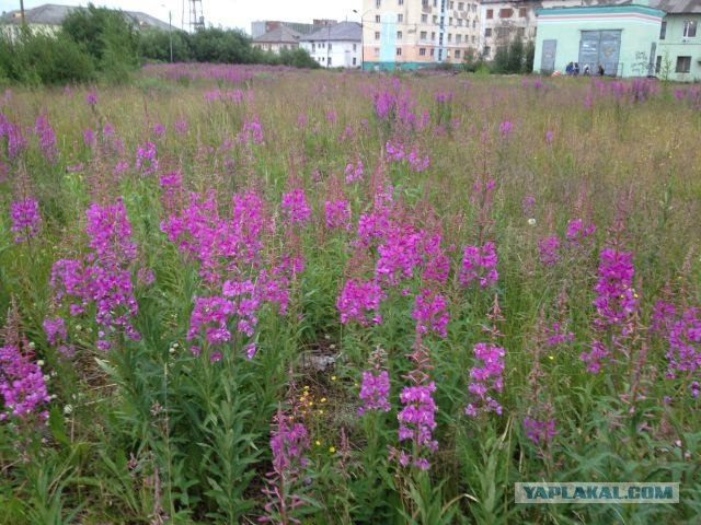 Москва-Воркута.Или туда и обратно.