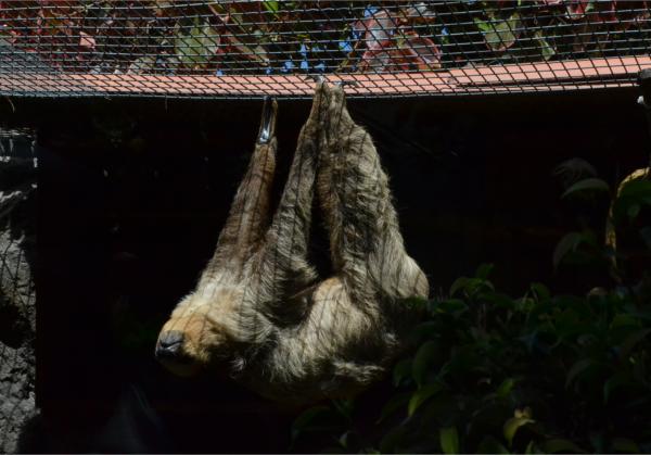 Хочу дачу на канарах!