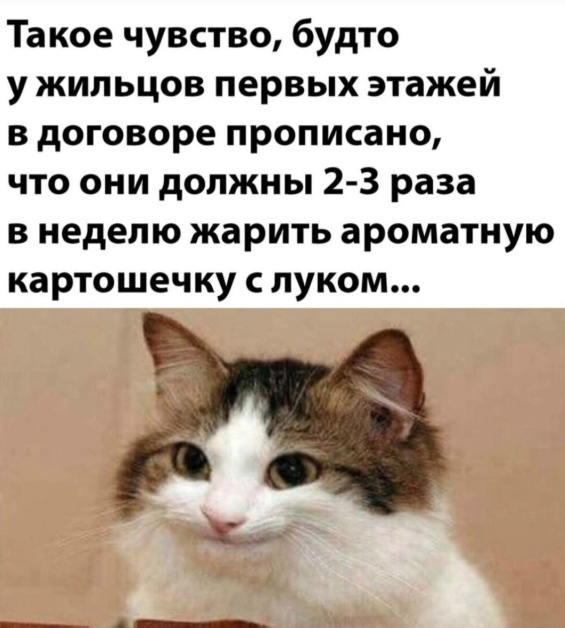 К котовторнику: подборка картинок-баянов с котиками и про котиков. Выпуск 16.