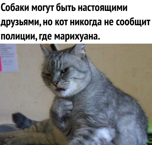 Служебная собака преследовала Ямаля и Мбаппе на церемонии 'Золотого мяча'