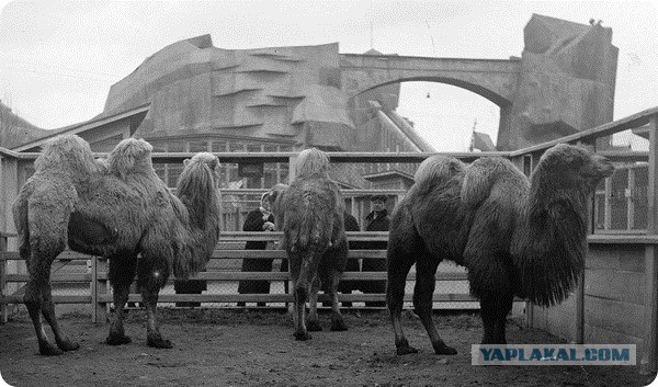 Ленинградский зоопарк во время блокады