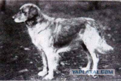О, my dog