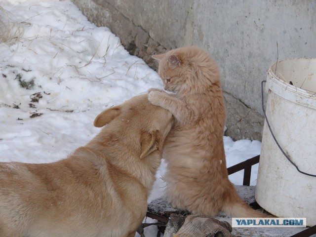 Коты и собаки
