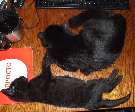 Котовторник 10.06.2014