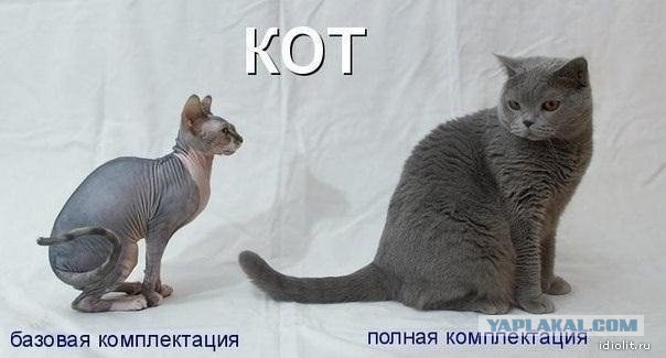 Спрашиваю его - Зачееем?