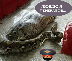 Петербуржец кормил своего удава котятами