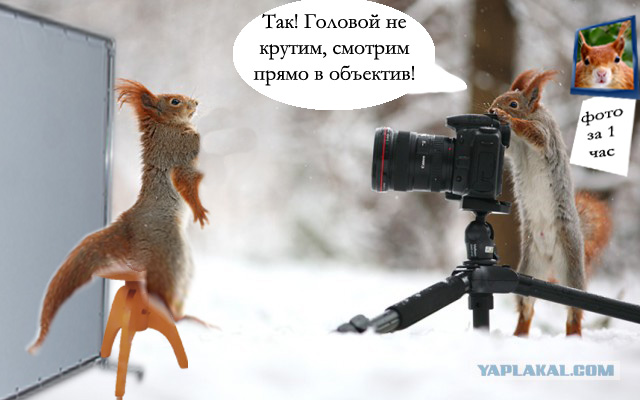 Фотожаба "Что затеяли белки?"