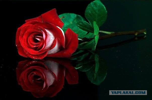 Шведский стол для Ати, Кулинары поздравляют