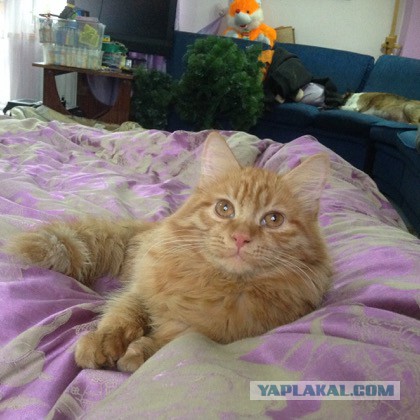 10 самых запомнившихся котов ушедшего года