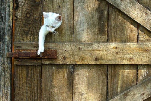Котовторник