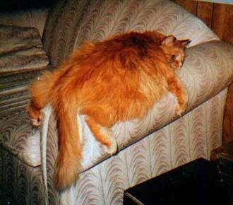 Коты, кошки, котята