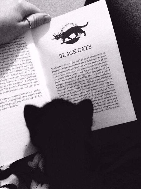 Коты из сети