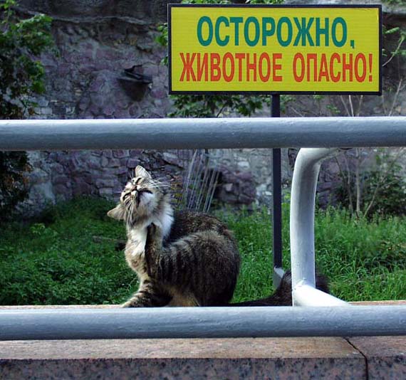 Картинки из интернетов