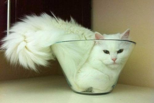 Коты и Кошки