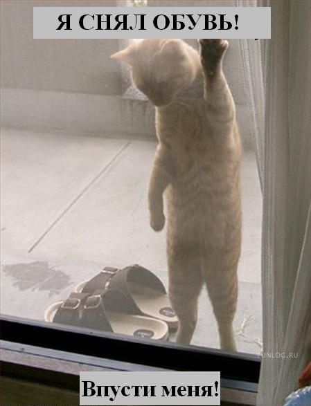 Коты и Кошки