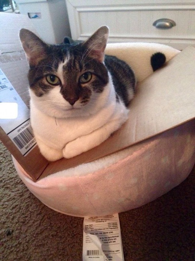 Коты и Кошки